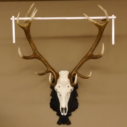 Corna di cervo rosso 6 punte Altezza 59 cm Corna di cervo Trofeo intagliato 70.1031