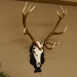 Corna di cervo rosso 6 punte Altezza 59 cm Corna di cervo Trofeo intagliato 70.1031