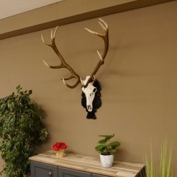 Corna di cervo rosso 6 punte Altezza 59 cm Corna di cervo Trofeo intagliato 70.1031