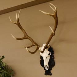 Corna di cervo rosso 6 punte Altezza 59 cm Corna di cervo Trofeo intagliato 70.1031