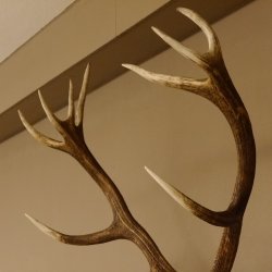 Corna di cervo rosso 6 punte Altezza 59 cm Corna di cervo Trofeo intagliato 70.1031