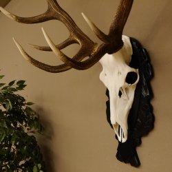 Corna di cervo rosso 6 punte Altezza 59 cm Corna di cervo Trofeo intagliato 70.1031