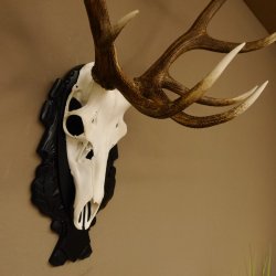 Corna di cervo rosso 6 punte Altezza 59 cm Corna di cervo Trofeo intagliato 70.1031