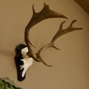 Damhirsch kleines Geweih Höhe 51 cm Dam Hirsch...