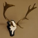 Damhirsch kleines Geweih Höhe 51 cm Dam Hirsch Hirschgeweih Trophäenschild 72.538