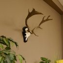 Damhirsch kleines Geweih Höhe 51 cm Dam Hirsch Hirschgeweih Trophäenschild 72.538