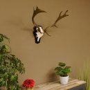 Damhirsch kleines Geweih Höhe 51 cm Dam Hirsch Hirschgeweih Trophäenschild 72.538