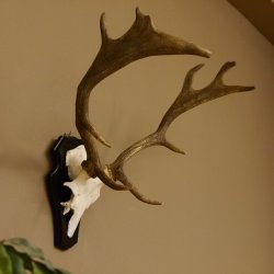 Damhirsch kleines Geweih Höhe 51 cm Dam Hirsch Hirschgeweih Trophäenschild 72.538