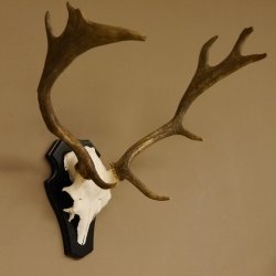Damhirsch kleines Geweih Höhe 51 cm Dam Hirsch Hirschgeweih Trophäenschild 72.538