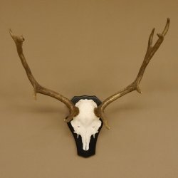 Damhirsch kleines Geweih Höhe 51 cm Dam Hirsch Hirschgeweih Trophäenschild 72.538