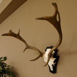 Damhirsch kleines Geweih Höhe 51 cm Dam Hirsch Hirschgeweih Trophäenschild 72.538