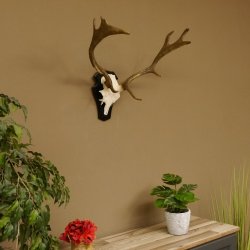 Damhirsch kleines Geweih Höhe 51 cm Dam Hirsch Hirschgeweih Trophäenschild 72.538