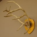 Rentier Geweih Karibu Caribou kleines Ren mit Fell...