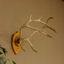 Bois de renne Caribou Petit renne avec fourrure Bois de renne sur plaque trophée 78,34