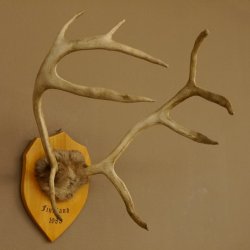 Bois de renne Caribou Petit renne avec fourrure Bois de renne sur plaque trophée 78,34
