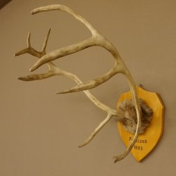 Bois de renne Caribou Petit renne avec fourrure Bois de renne sur plaque trophée 78,34