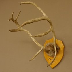 Bois de renne Caribou Petit renne avec fourrure Bois de renne sur plaque trophée 78,34