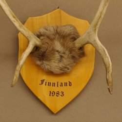 Bois de renne Caribou Petit renne avec fourrure Bois de renne sur plaque trophée 78,34