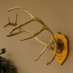 Bois de renne Caribou Petit renne avec fourrure Bois de renne sur plaque trophée 78,34