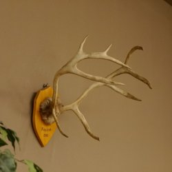 Bois de renne Caribou Petit renne avec fourrure Bois de renne sur plaque trophée 78,34