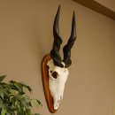 Eland (Taurotragus oryx) Trofeo de cráneo HL 78 cm...
