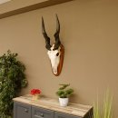 Eland (Taurotragus oryx) Skull trophy HL 78 cm Antelope Africa Trophy plaque 88.13.23