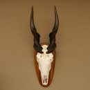 Eland (Taurotragus oryx) Trofeo de cráneo HL 78 cm...