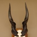 Eland (Taurotragus oryx) Skull trophy HL 78 cm Antelope Africa Trophy plaque 88.13.23