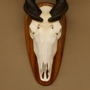 Eland (Taurotragus oryx) Skull trophy HL 78 cm Antelope Africa Trophy plaque 88.13.23