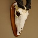 Eland (Taurotragus oryx) Skull trophy HL 78 cm Antelope Africa Trophy plaque 88.13.23