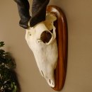 Eland (Taurotragus oryx) Skull trophy HL 78 cm Antelope Africa Trophy plaque 88.13.23