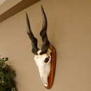 Eland (Taurotragus oryx) Skull trophy HL 78 cm Antelope Africa Trophy plaque 88.13.23