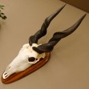 Eland (Taurotragus oryx) Skull trophy HL 78 cm Antelope Africa Trophy plaque 88.13.23