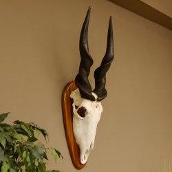 Eland (Taurotragus oryx) Skull trophy HL 78 cm Antelope Africa Trophy plaque 88.13.23