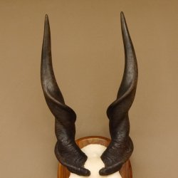 Eland (Taurotragus oryx) Skull trophy HL 78 cm Antelope Africa Trophy plaque 88.13.23