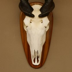 Eland (Taurotragus oryx) Skull trophy HL 78 cm Antelope Africa Trophy plaque 88.13.23