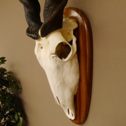 Eland (Taurotragus oryx) Skull trophy HL 78 cm Antelope Africa Trophy plaque 88.13.23