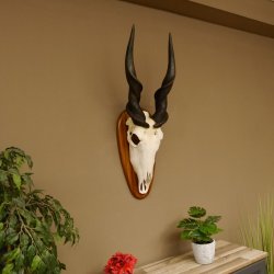 Eland (Taurotragus oryx) Skull trophy HL 78 cm Antelope Africa Trophy plaque 88.13.23