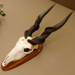 Eland (Taurotragus oryx) Skull trophy HL 78 cm Antelope Africa Trophy plaque 88.13.23