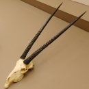 Oryx (Oryx gazella) Hoornlengte 80,5 cm Antilope...
