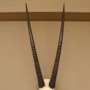 Oryx (Oryx gazella) Hoornlengte 80,5 cm Antilope Spießbock Afrika Schedel trofee Schild 88.3.109