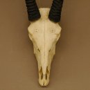 Oryx (Oryx gazella) Hoornlengte 80,5 cm Antilope Spießbock Afrika Schedel trofee Schild 88.3.109