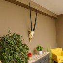 Oryx (Oryx gazella) Hoornlengte 80,5 cm Antilope Spießbock Afrika Schedel trofee Schild 88.3.109