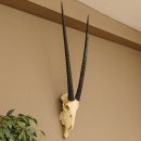 Oryx (Oryx gazella) Hoornlengte 80,5 cm Antilope Spießbock Afrika Schedel trofee Schild 88.3.109