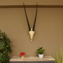 Oryx (Oryx gazella) Hoornlengte 80,5 cm Antilope Spießbock Afrika Schedel trofee Schild 88.3.109