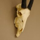 Oryx (Oryx gazella) Hoornlengte 80,5 cm Antilope Spießbock Afrika Schedel trofee Schild 88.3.109