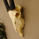 Oryx (Oryx gazella) Hoornlengte 80,5 cm Antilope Spießbock Afrika Schedel trofee Schild 88.3.109