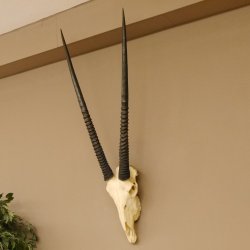 Oryx (Oryx gazella) Hoornlengte 80,5 cm Antilope Spießbock Afrika Schedel trofee Schild 88.3.109