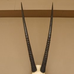 Oryx (Oryx gazella) Hoornlengte 80,5 cm Antilope Spießbock Afrika Schedel trofee Schild 88.3.109