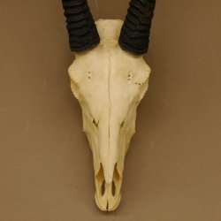 Oryx (Oryx gazella) Hoornlengte 80,5 cm Antilope Spießbock Afrika Schedel trofee Schild 88.3.109